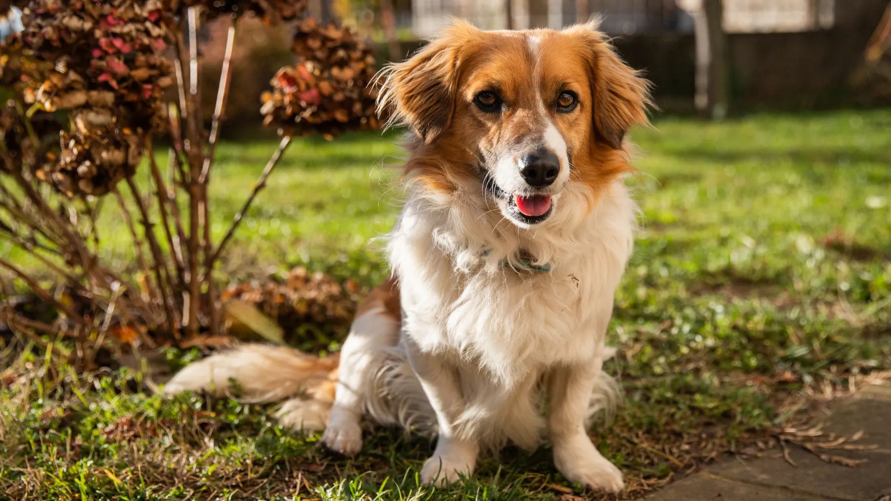 Tips for Preventing Dog Pee Stains and Cat Pee Stains