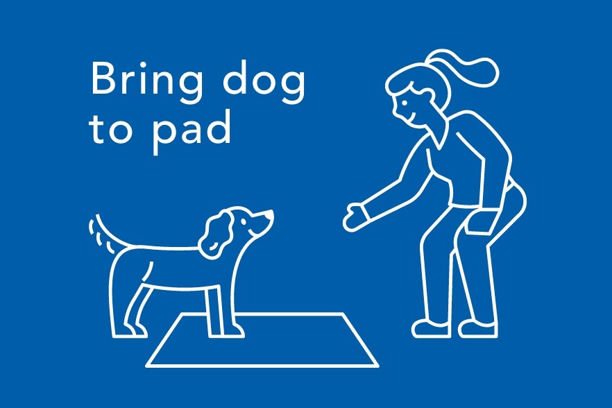 Bring Dog to pad