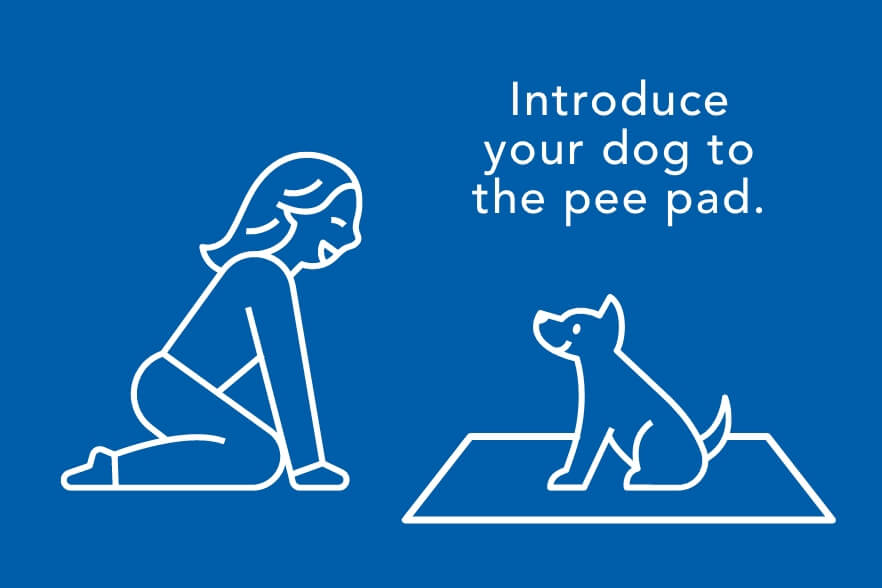 Introduce your dog to the pee pad